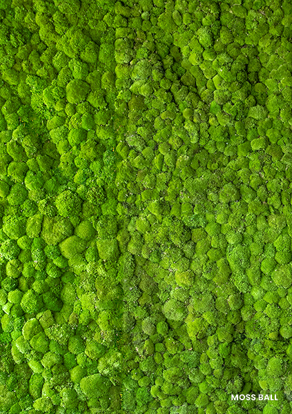 Textura vegetal de musgo preservado Mossball de Greenarea